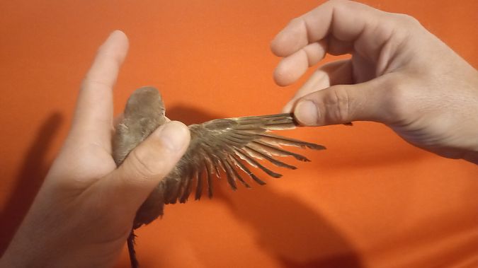 Topino  - Franceschi Francesco