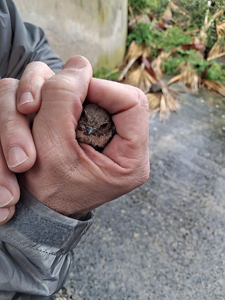 Topino  - Franceschi Francesco