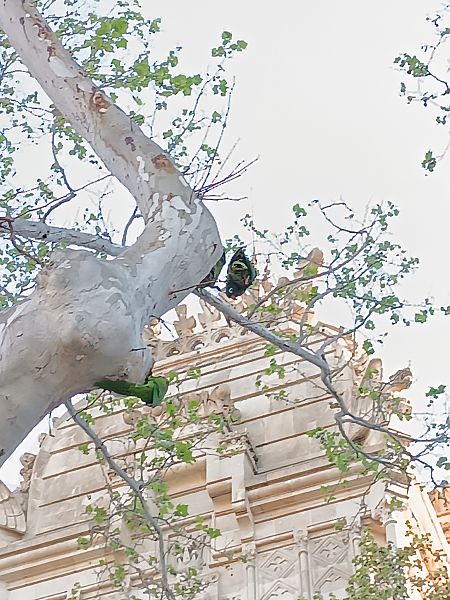 Aratinga de cap blau  - Nil Redon