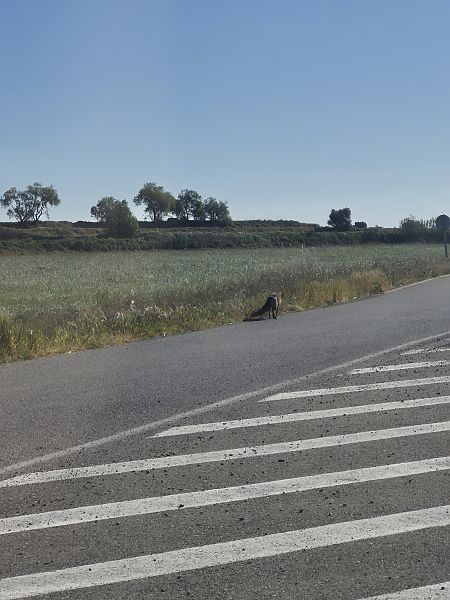 Guineu, guilla  - César Piñol Baena