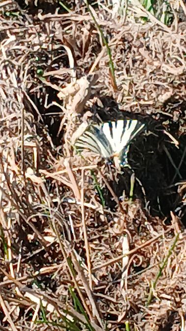 Iphiclides podalirius  - Michela Tomasella (FVG)
