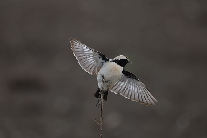 Traquet du désert  - Matthias Schmidt