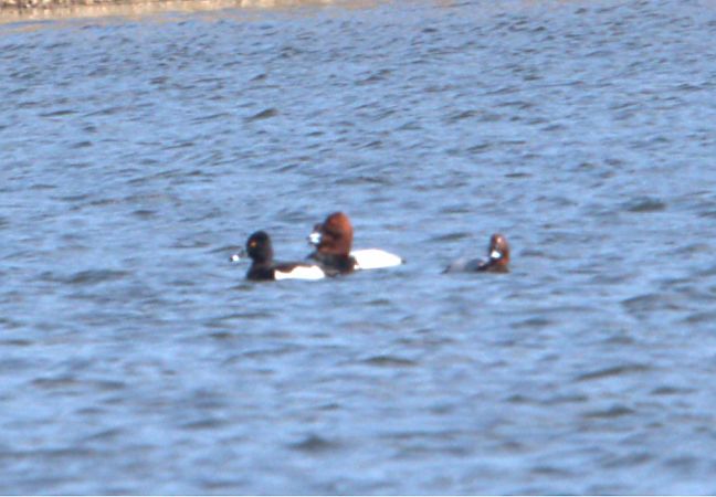 czerniczka  - Przemysław Kopacz