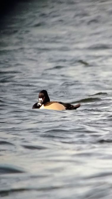 czerniczka  - Artur Roguszka