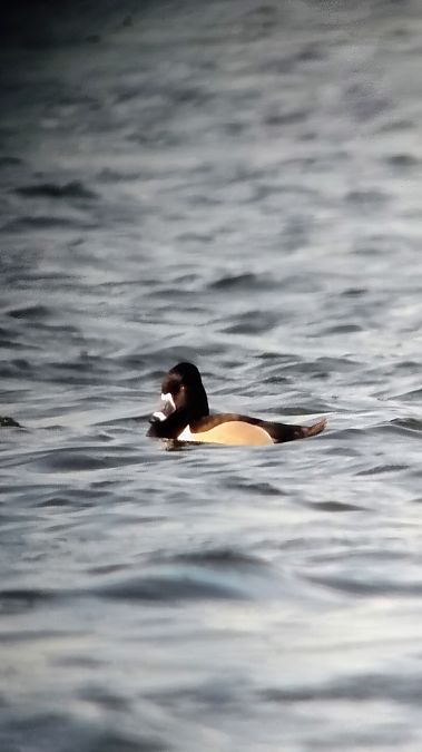 Fuligule à bec cerclé  - Artur Roguszka