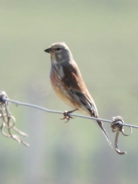 Fanello  - Massimo Tassinari