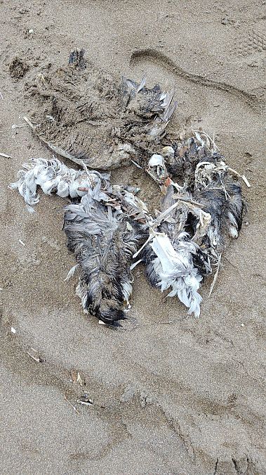 Fratercula arctica  - Gonzalo Torre