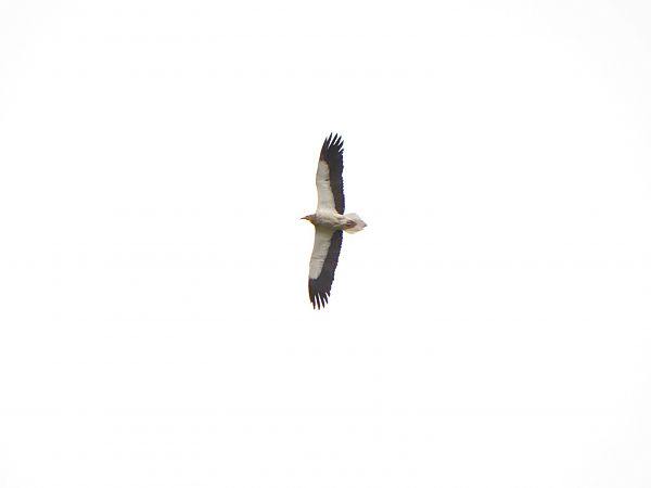 Sai zuria  - Mikel Etxegarai