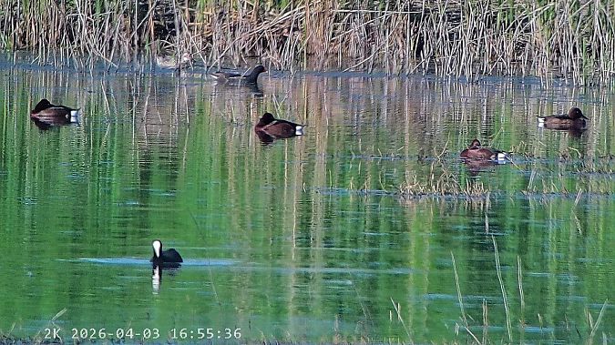 Moretta tabaccata  - Massimo Tassinari