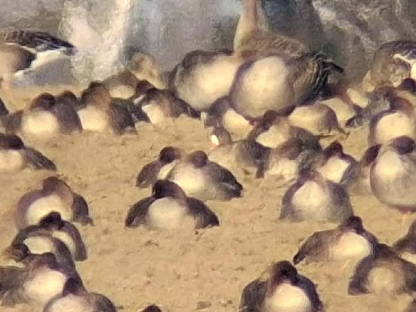 gęś mała  - Jan Kotlarz