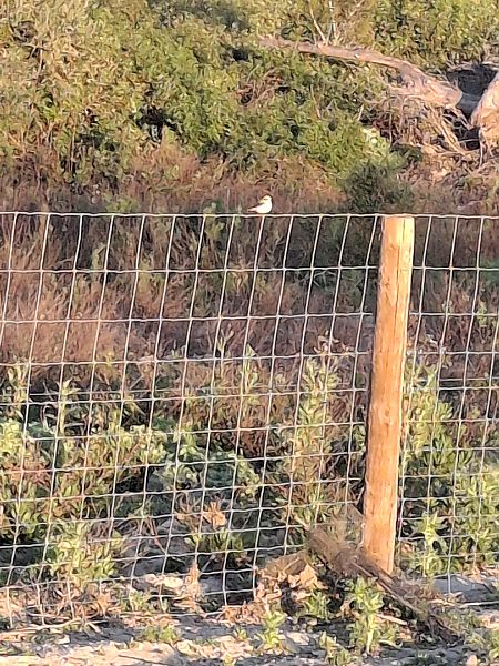 Còlit ros occidental  - Guillem Rius Taberner