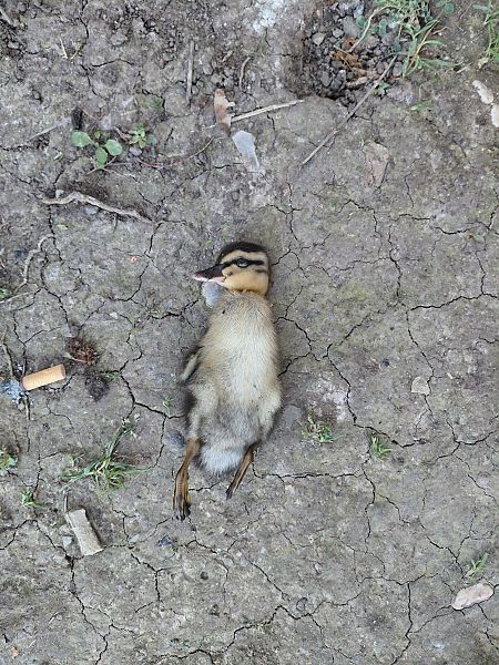 Germano reale  - Leonardo Orefice