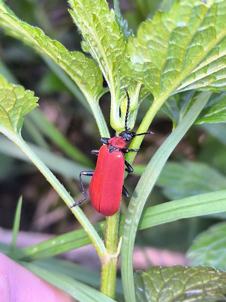 Pyrochroa coccinea  - Mirko Tomasi