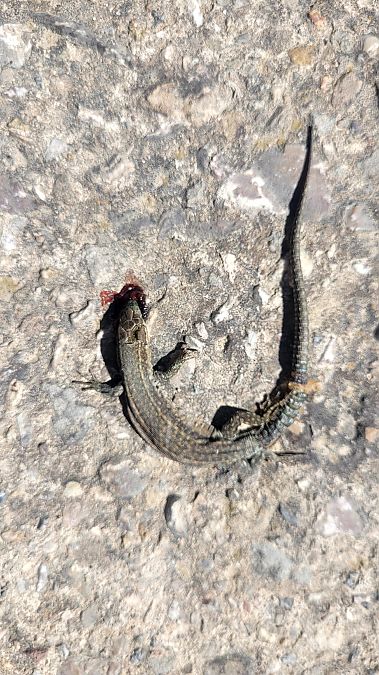 Sargantana iberoprovençal  - Ramon Pou