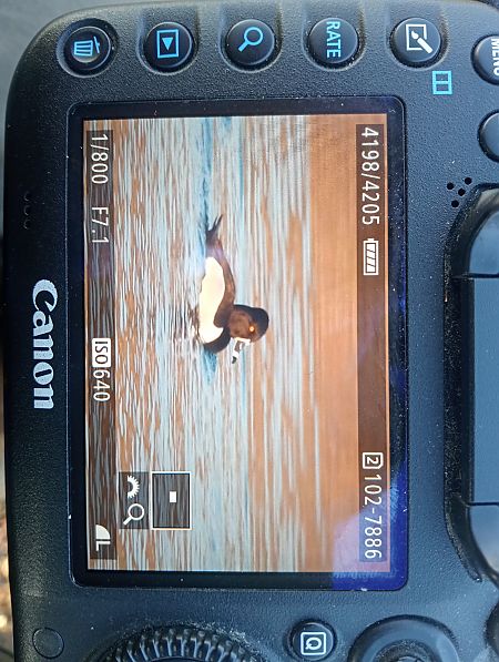 czerniczka  - Marcin Kuźma