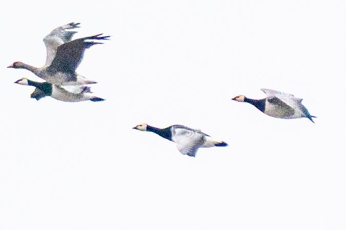 bernikla białolica  - Michal Jadzyn