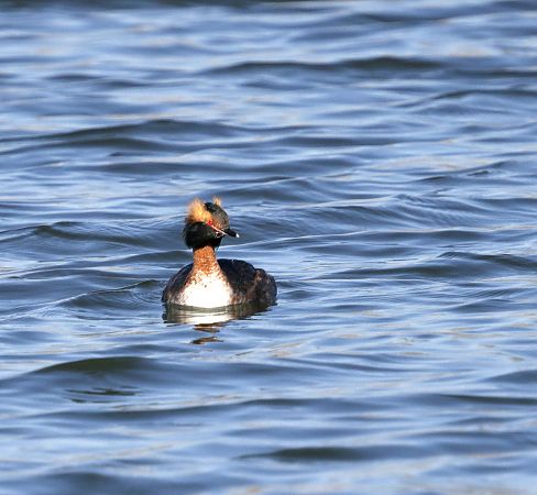 perkoz rogaty  - Katarzyna Szałas