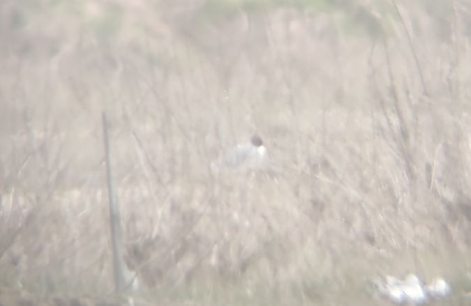 mewa czarnogłowa  - Michał Kowalczuk