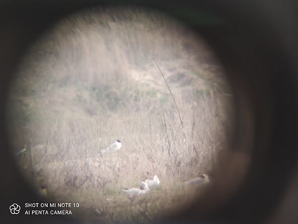 mewa czarnogłowa  - Michał Kowalczuk