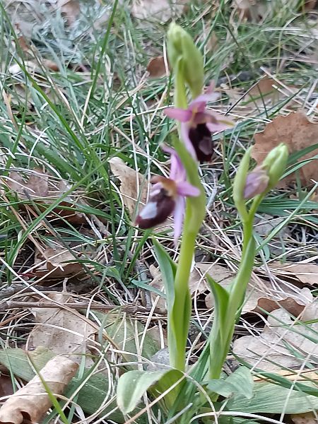 Ophrys drumana  - Delphine Drouet