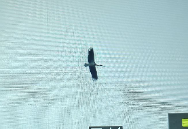 bocian czarny  - Krzysztof Kajzer