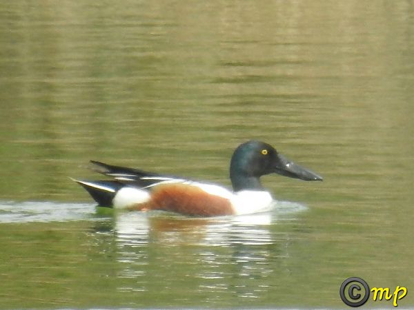 Mestolone  - Mario Paloni