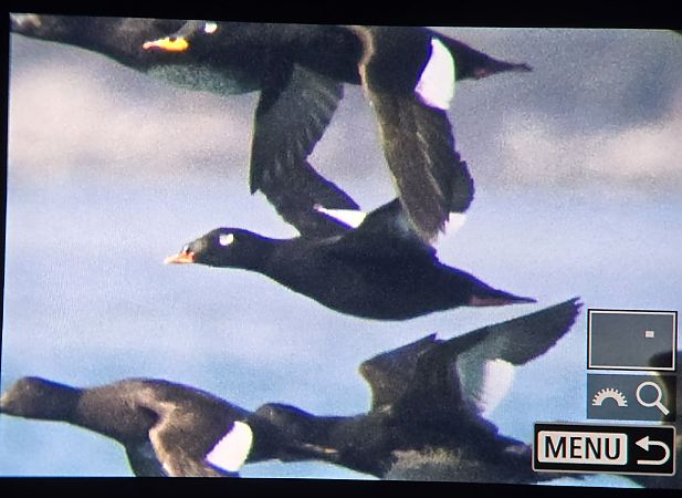 Orco marino di Stejneger  - Marco Crivellari