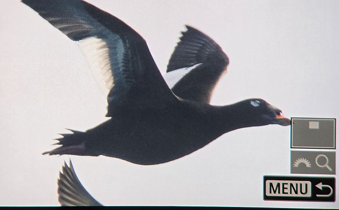 Orco marino di Stejneger  - Marco Crivellari