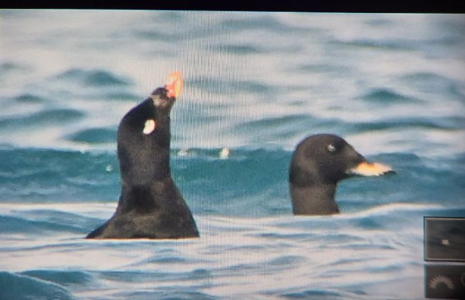 Orco marino di Stejneger  - Marco Crivellari