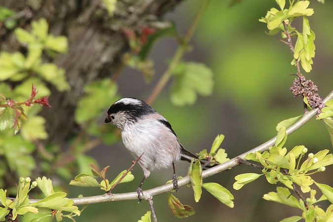 Codibugnolo  - Alessio Mannello