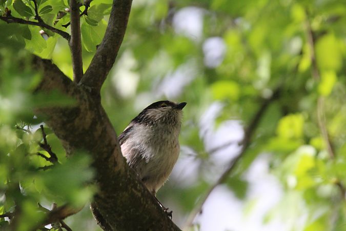 Codibugnolo  - Alessio Mannello