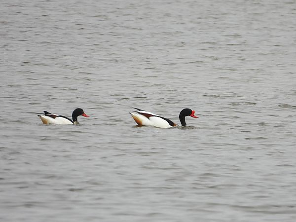 ohar  - Lidia Pyko-Woźniak