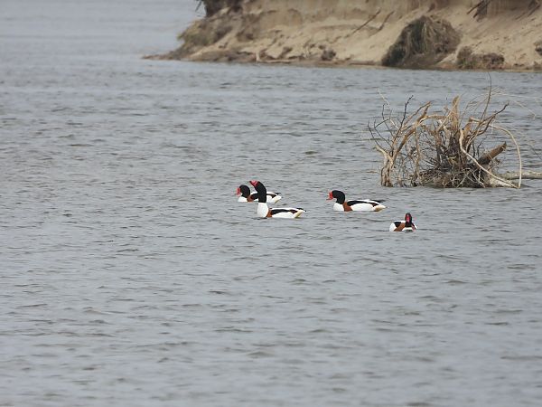 ohar  - Lidia Pyko-Woźniak