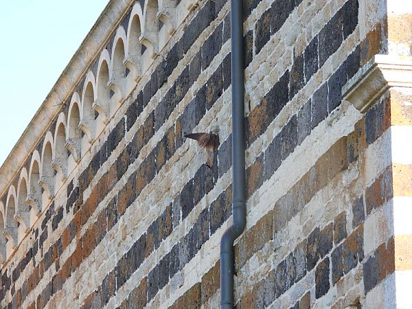 Gheppio  - Cosimo Gabbani