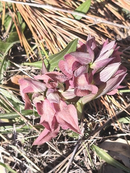 Serapias neglecta  - Sarah-Eléonore Quénot