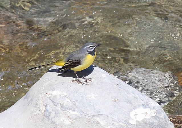 Ballerina gialla  - Alessio Mannello