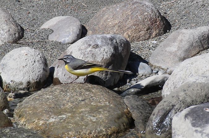 Ballerina gialla  - Alessio Mannello