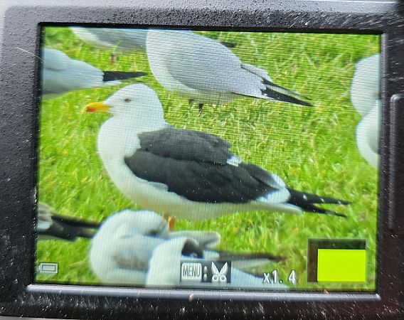 Heringsmöwe (ssp. fuscus)  - Robert Locman