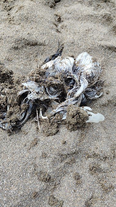 Macareux moine  - Gonzalo Torre