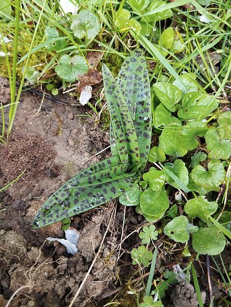 Dactylorhiza maculata  - Ludwig Declomesnil