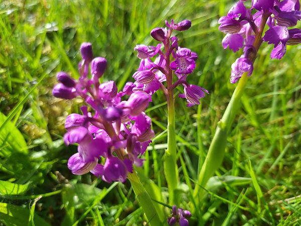 Anacamptis morio  - Florence Tournay