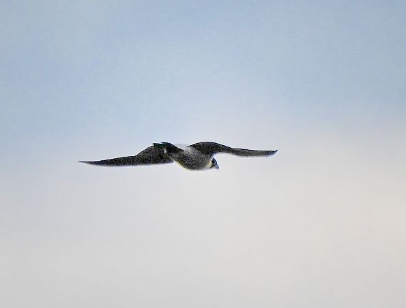 sokół wędrowny  - Janusz Gajdas