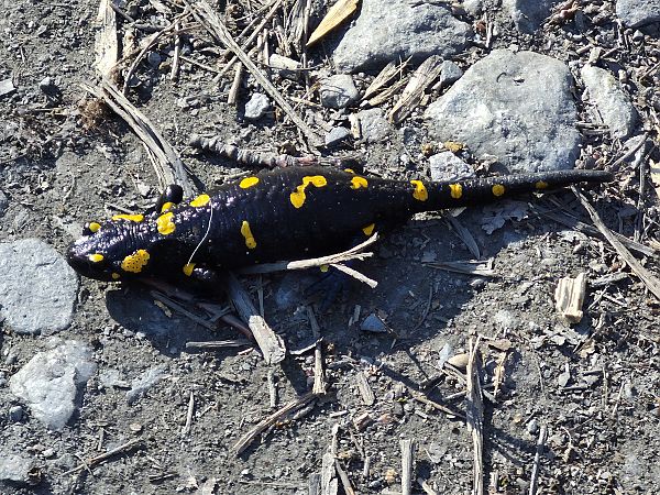 Salamandra pezzata  - Alessio Mannello