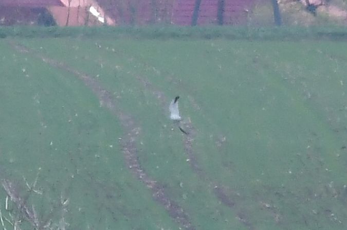 błotniak stepowy  - Michał Piotrowski