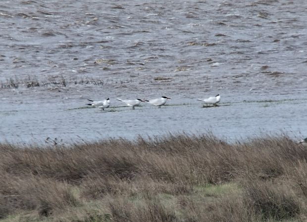 Sterne caspienne  - Kerstin Gneiger