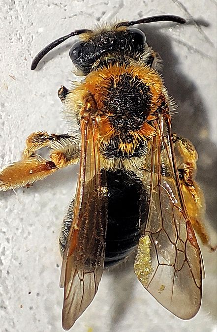 Andrena haemorrhoa  - Maurizio Guzzinati (FVG)