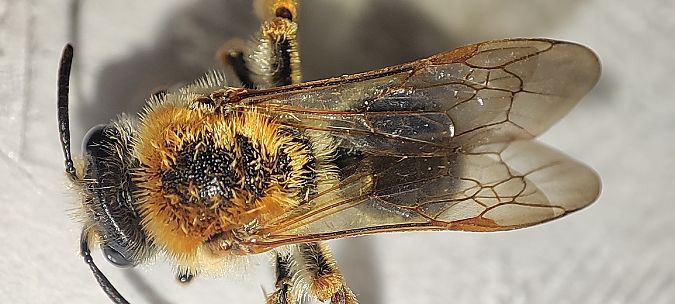 Andrena haemorrhoa  - Maurizio Guzzinati (FVG)