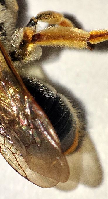 Andrena haemorrhoa  - Maurizio Guzzinati (FVG)