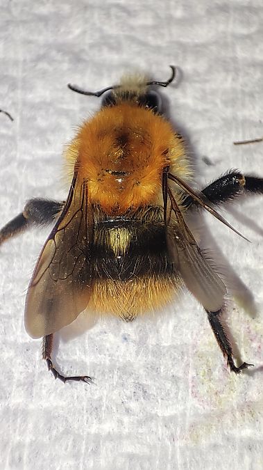 Bombus pascuorum  - Maurizio Guzzinati (FVG)