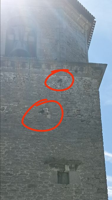 Bele txikia  - Azaitz Unanue